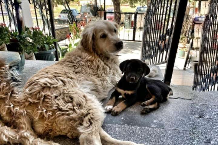 Pet Friendly 75 of 101
