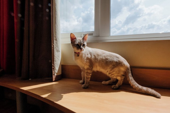 Pet-friendly amenities
