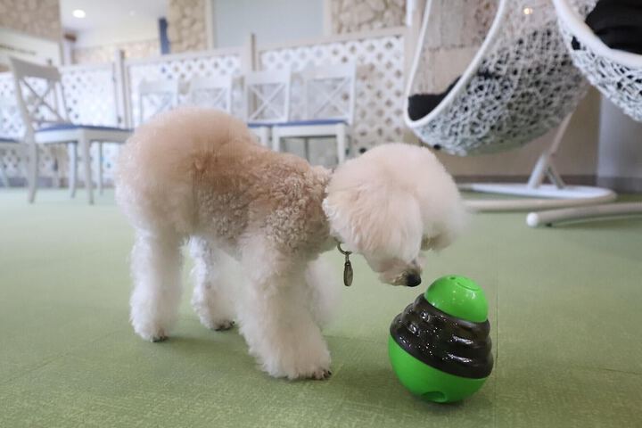 Pet Friendly 56 of 72