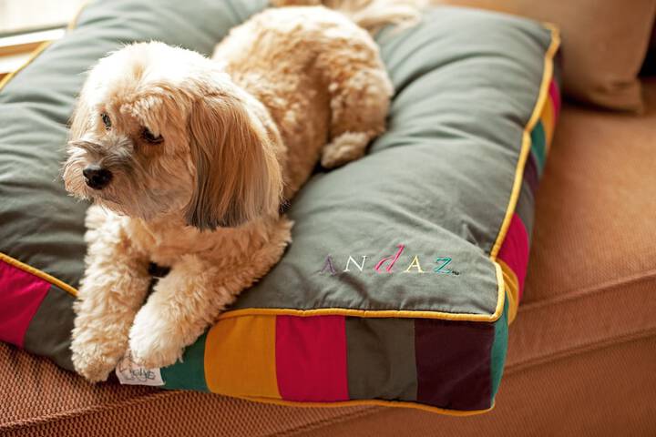 Pet Friendly 54 of 108