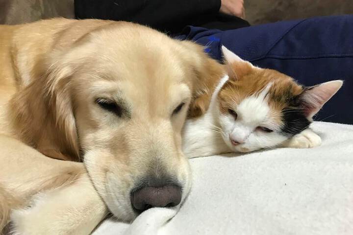 Pet Friendly 12 of 14