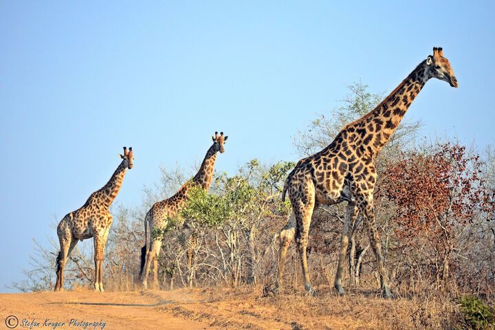 Game viewing