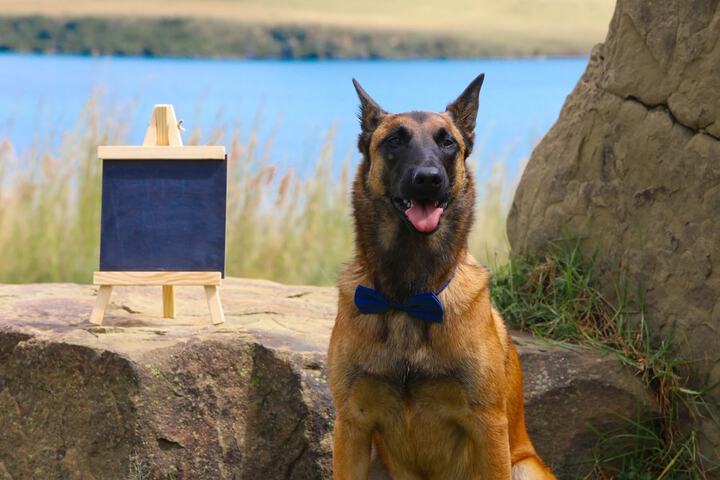 Pet Friendly 118 of 198