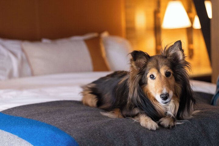 Pet Friendly 72 of 142