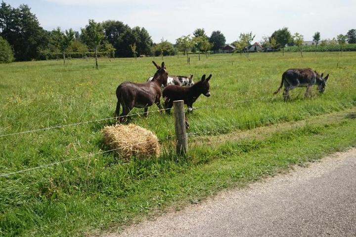 Photo 24