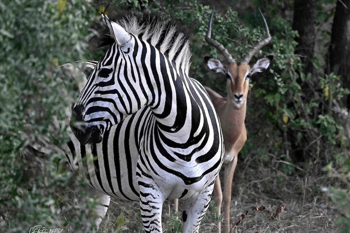Game viewing
