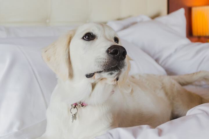 Pet Friendly 78 of 264