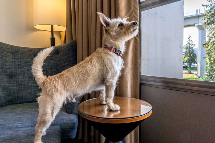 Pet-friendly