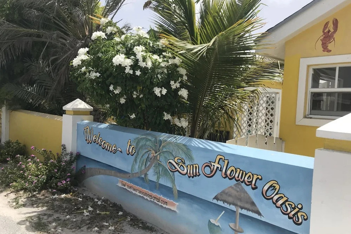 Sunflower Oasis