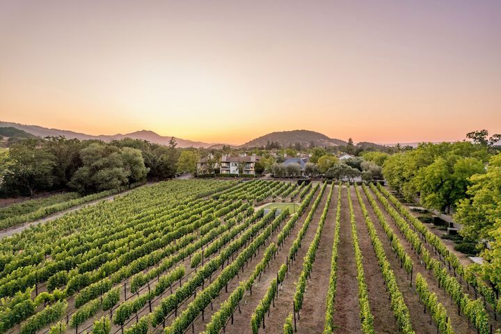 Vineyard