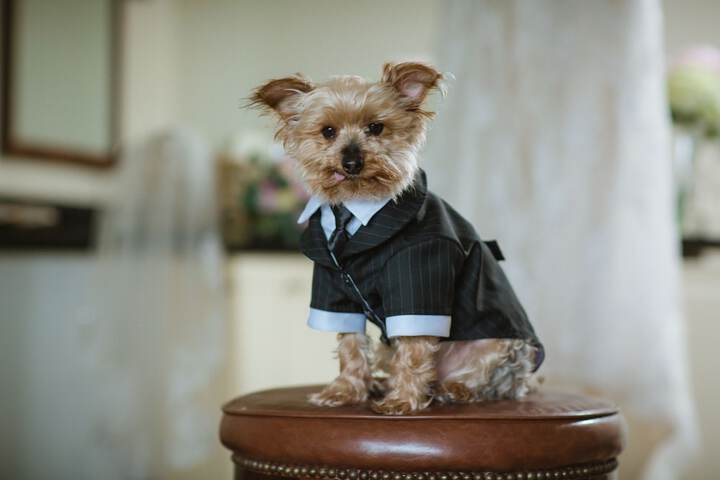 Pet-friendly