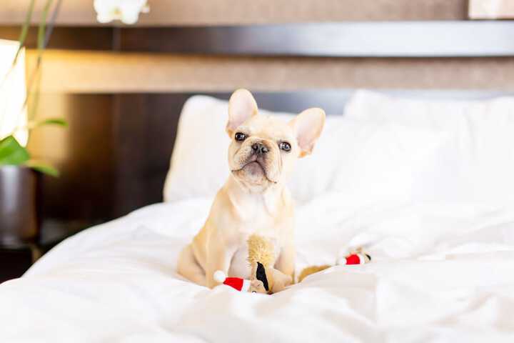 Pet-friendly