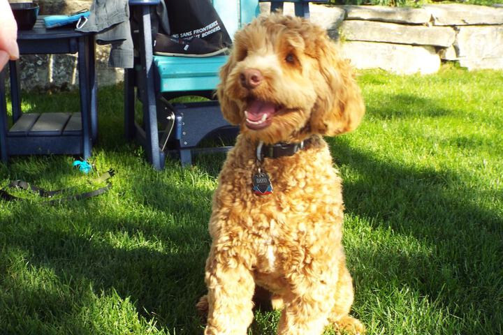 Pet Friendly 75 of 101