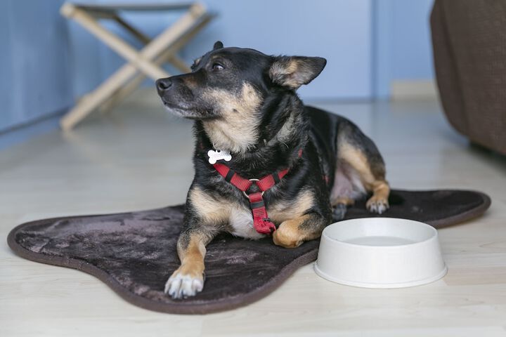 Pet Friendly 35 of 65