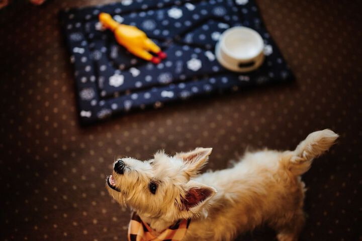 Pet Friendly 32 of 55