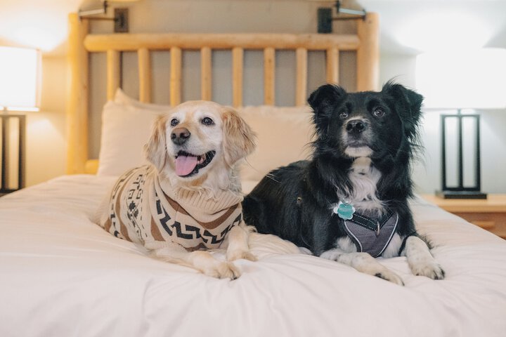 Pet-friendly