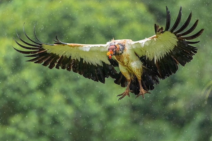 Game viewing