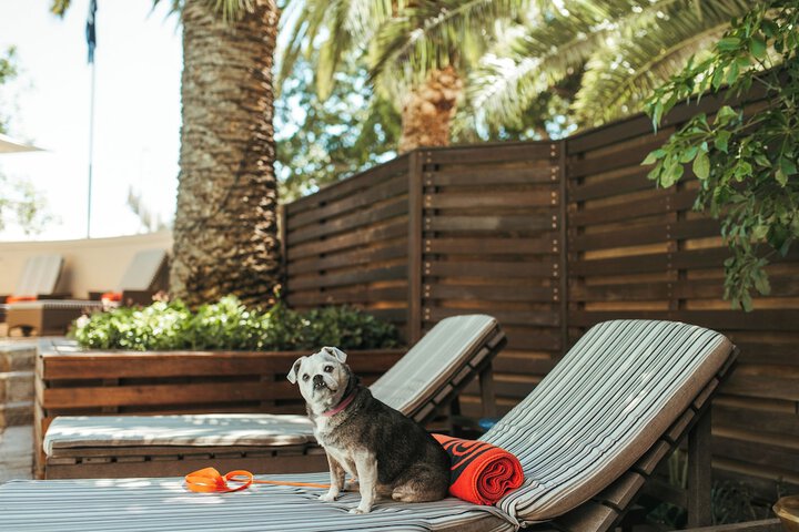 Pet-friendly