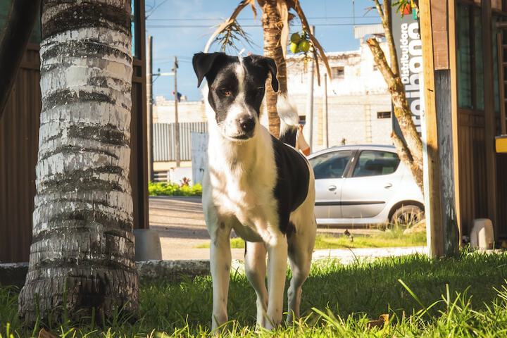 Pet Friendly 18 of 68