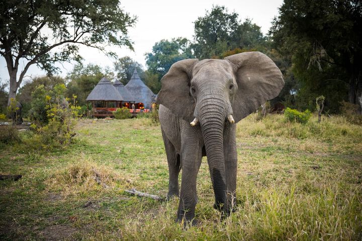 Game viewing