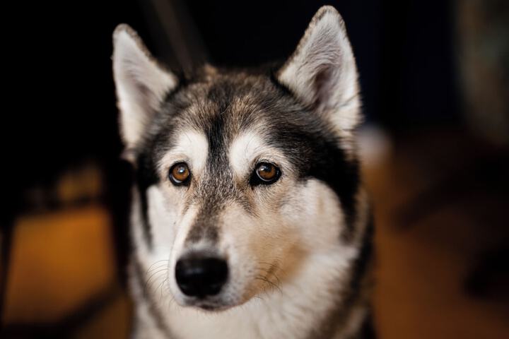 Pet Friendly 28 of 63
