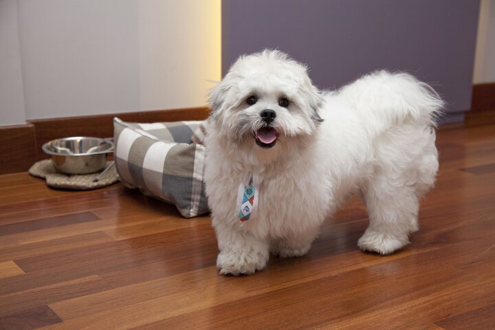 Pet-friendly amenities