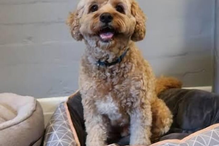 Pet Friendly 90 of 122