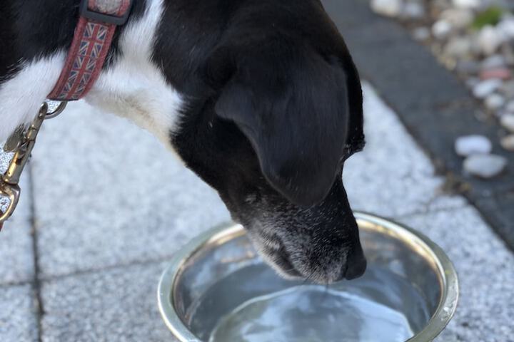 Pet Friendly 65 of 102