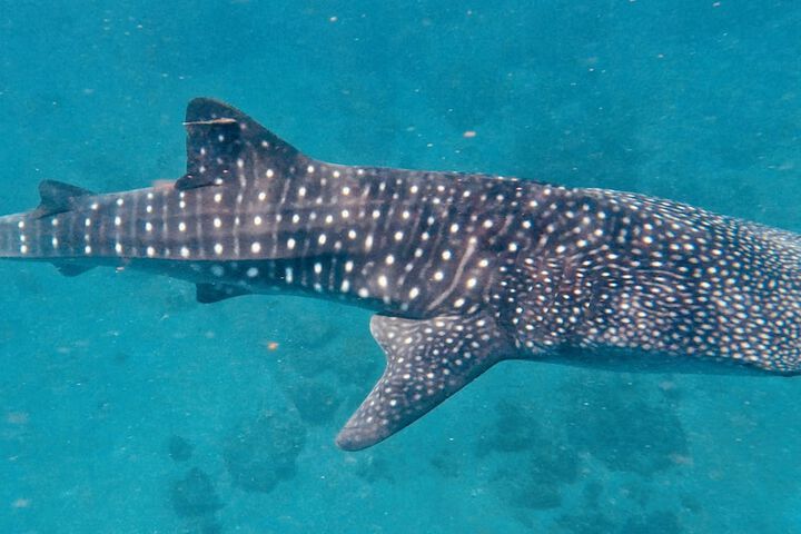 Image of Pintuyan Dive Resort