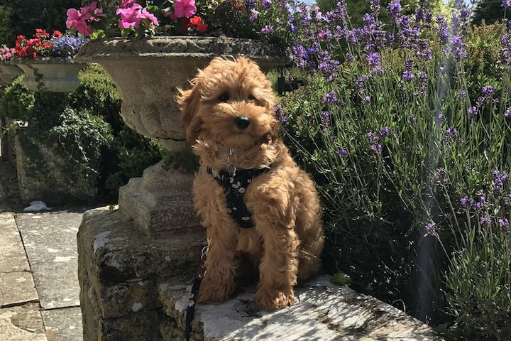 Pet Friendly 75 of 145
