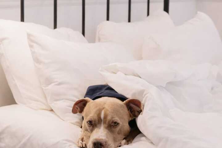 Pet-friendly