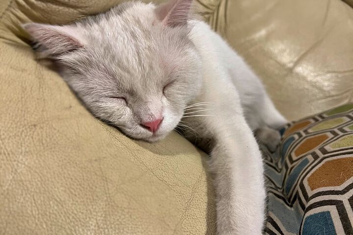Pet Friendly 107 of 114