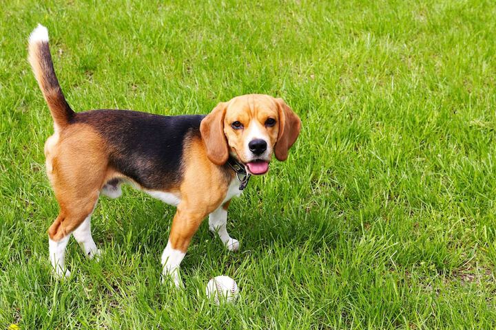 Pet Friendly 15 of 26