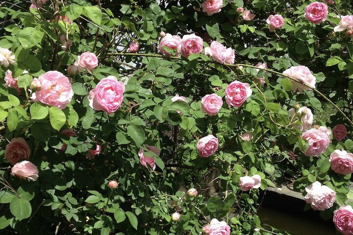 Terrace/Patio 43 of 47