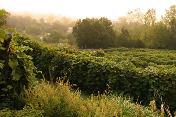 Property Grounds 56 of 66