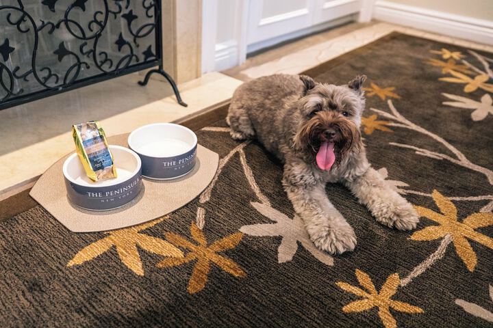 Pet Friendly 76 of 101