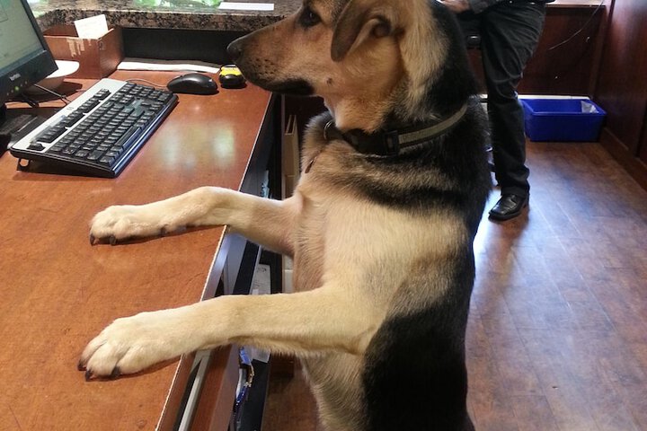 Pet Friendly 28 of 54