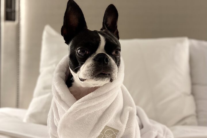 Pet-friendly