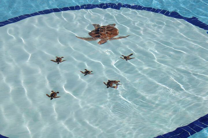 Hotel with Pool