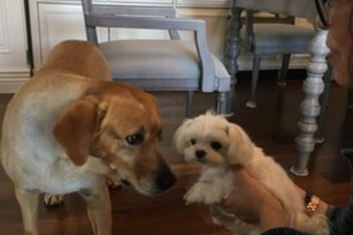 Pet Friendly 70 of 122