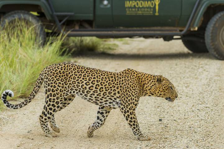 Game drive