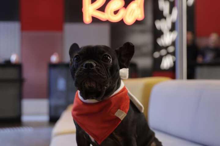 Pet Friendly 46 of 68