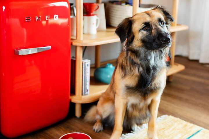 Pet-friendly