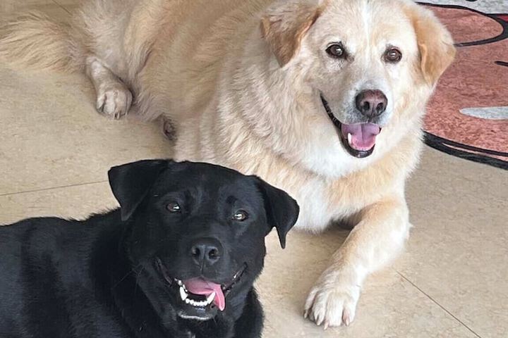 Pet Friendly 63 of 69