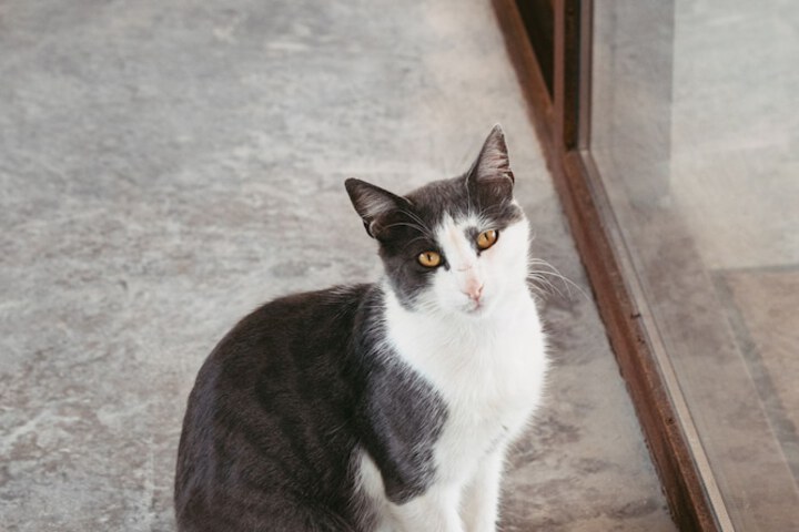 Pet Friendly 57 of 85