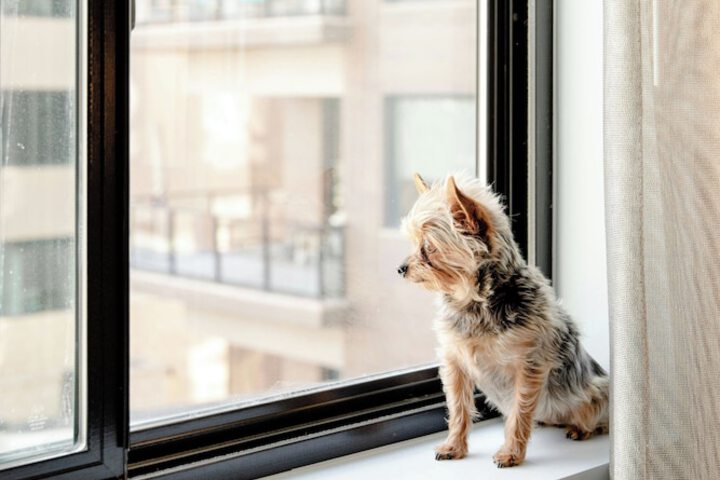 Pet Friendly 56 of 77