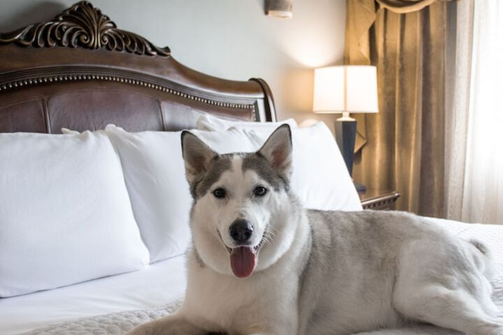 Pet-friendly