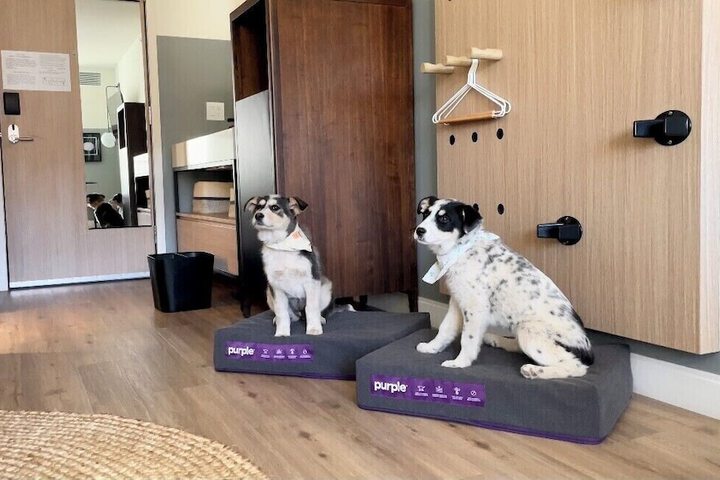 Pet-friendly
