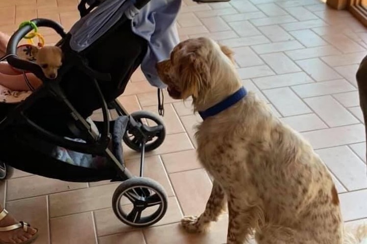 Pet Friendly 77 of 206