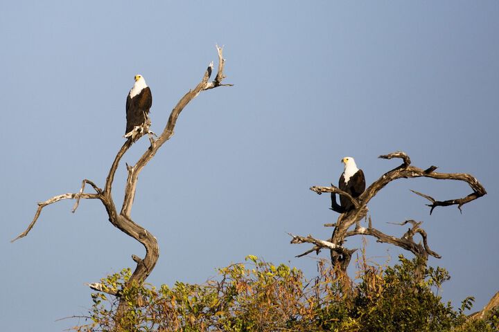 Game viewing